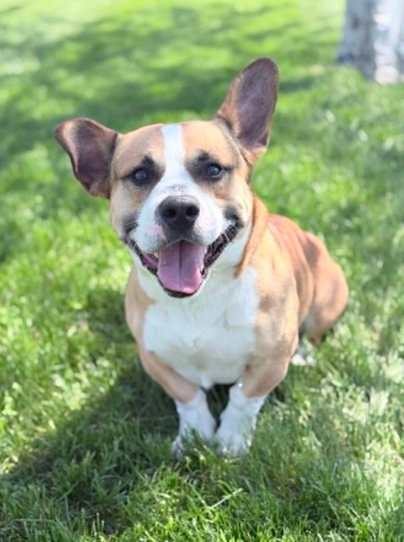 Enlarge Cookie, a Adoptable mixed breed in Wapakoneta, OH image 5/5
