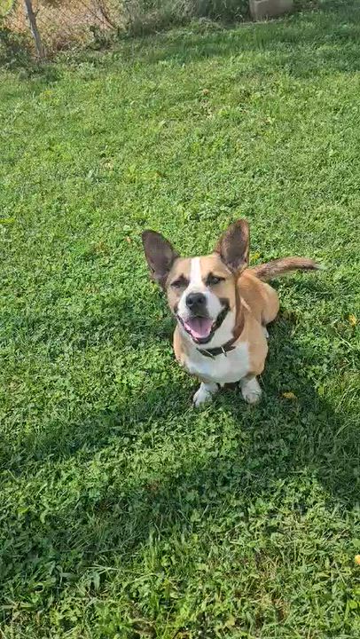 Enlarge Cookie, a Adoptable mixed breed in Wapakoneta, OH video 2/5