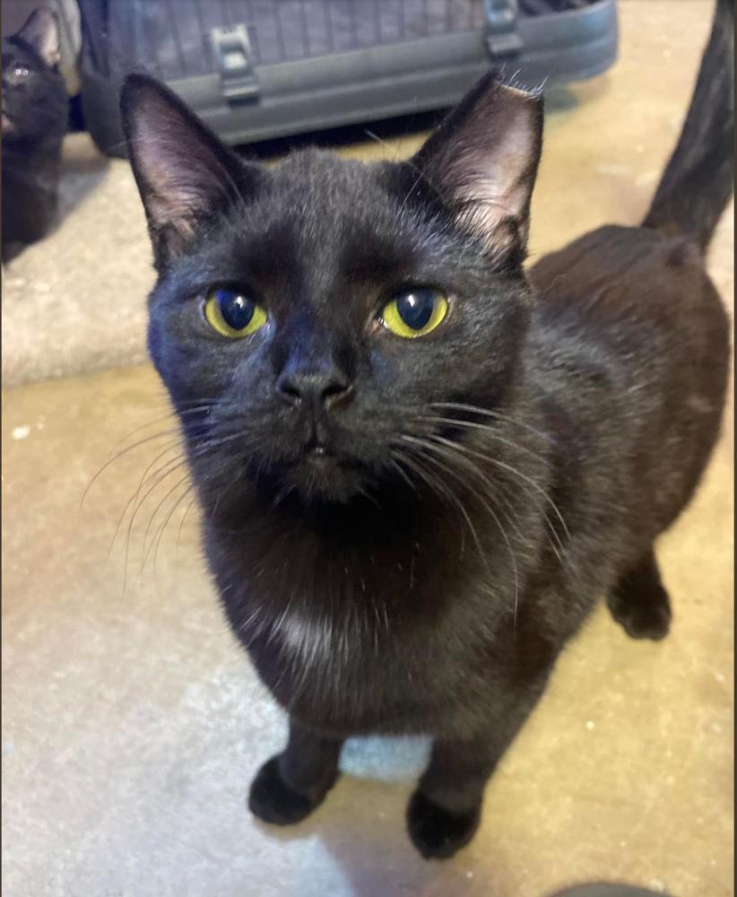 Sirius, Adoptable, Adult Male Domestic Short Hair.