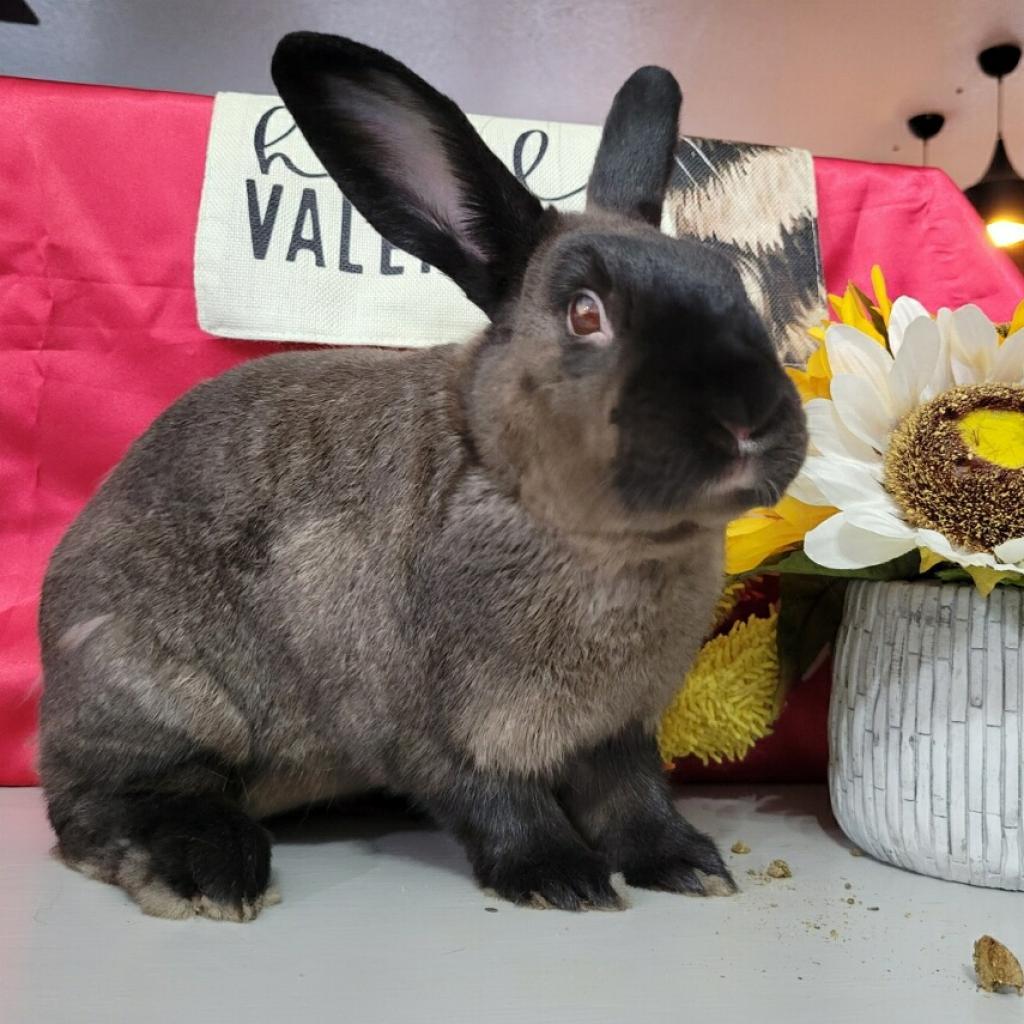 Ryan (EC+), Adoptable, Adult Male American Sable & Rabbit, DomesticMix.