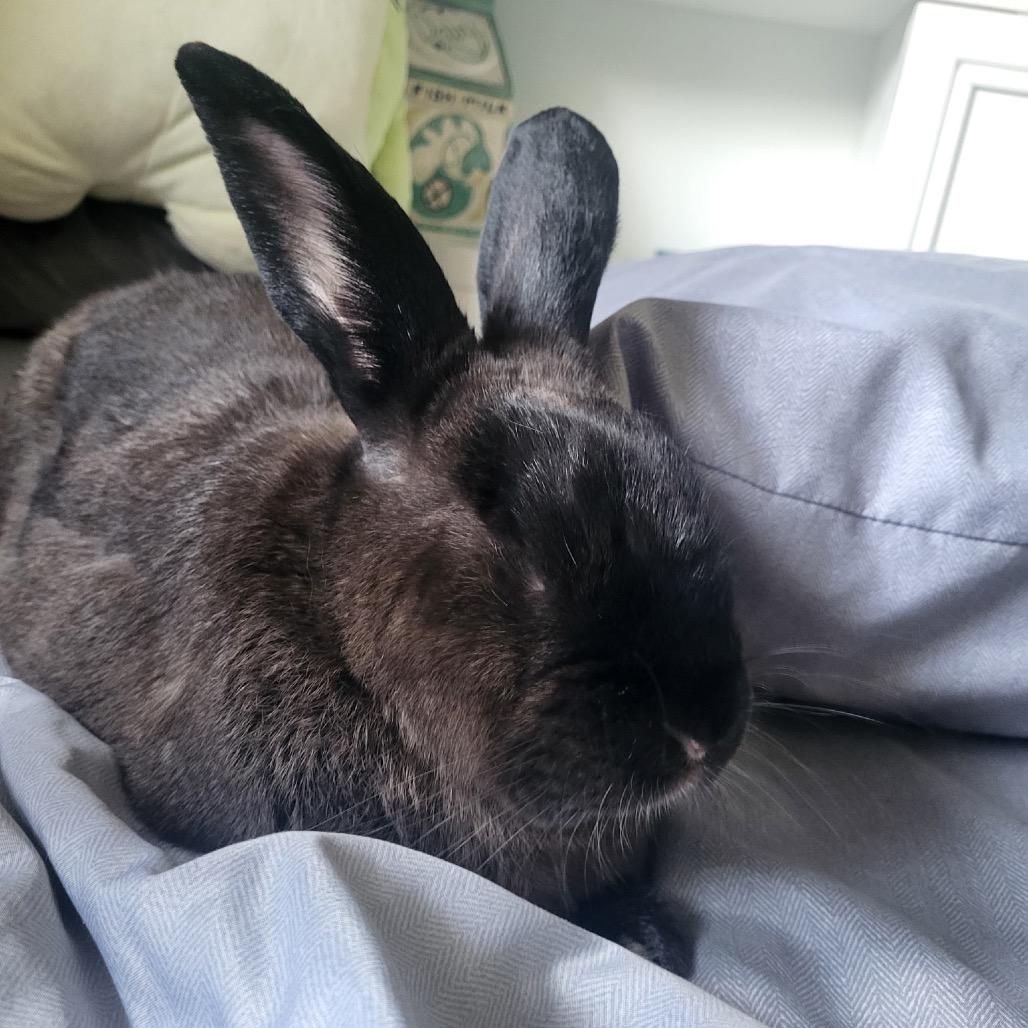 Ryan (EC+), a Adoptable mixed breed in Miami, FL image 2/6