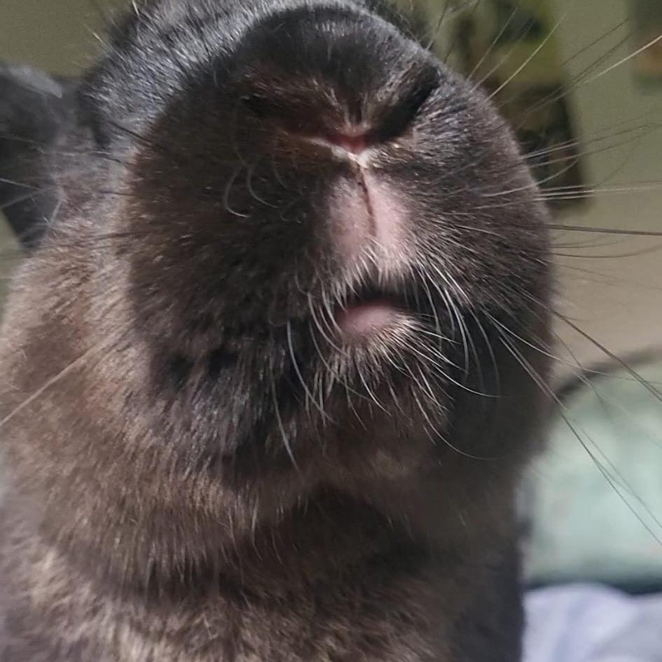 Ryan (EC+), a Adoptable mixed breed in Miami, FL image 3/6