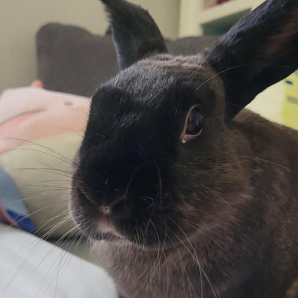 Ryan (EC+), a Adoptable mixed breed in Miami, FL image 4/6