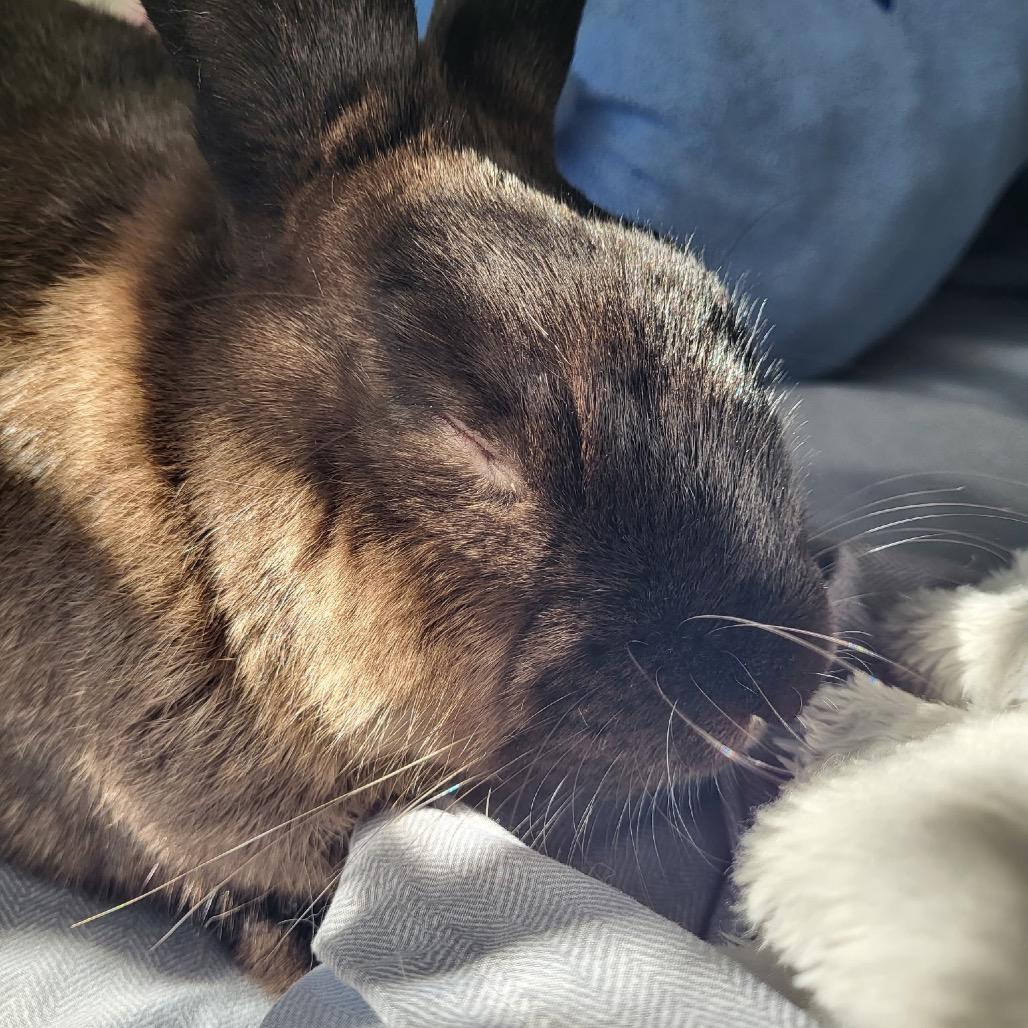 Ryan (EC+), a Adoptable mixed breed in Miami, FL image 5/6