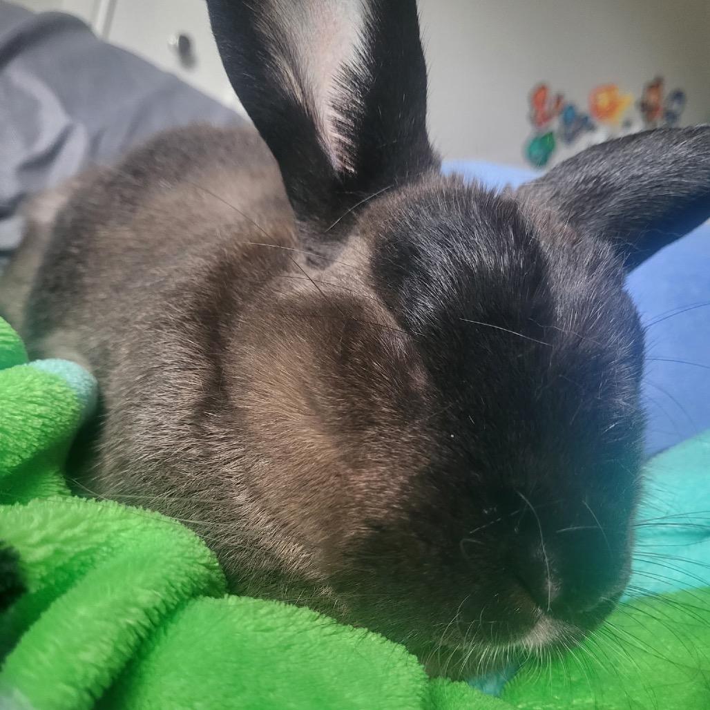 Ryan (EC+), a Adoptable mixed breed in Miami, FL image 6/6