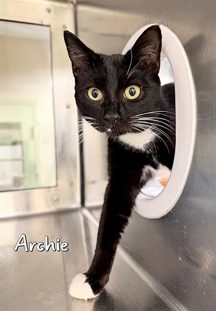 ARCHIE, Adoptable, Young Male Domestic Short Hair.
