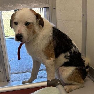 Whitty, a Adoptable mixed breed in Driggs, ID image 1/4