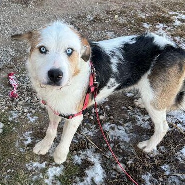 Whitty, a Adoptable mixed breed in Driggs, ID image 2/4