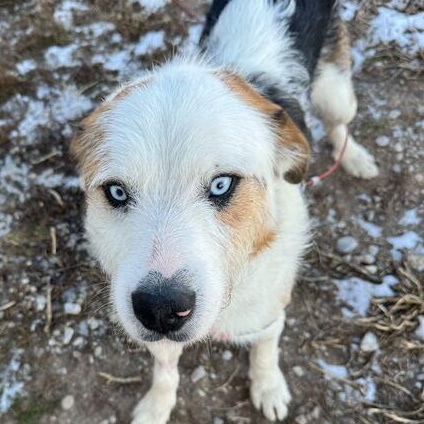 Whitty, a Adoptable mixed breed in Driggs, ID image 3/4