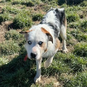 Whitty, a Adoptable mixed breed in Driggs, ID image 4/4