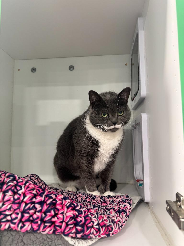 Tasha AKA Tinsel, Adopted, Adult Female Domestic Short Hair.