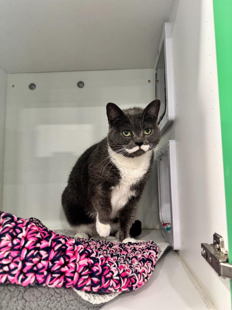 Enlarge Tasha AKA Tinsel, a Adopted mixed breed in Lunenburg, VT image 2/2