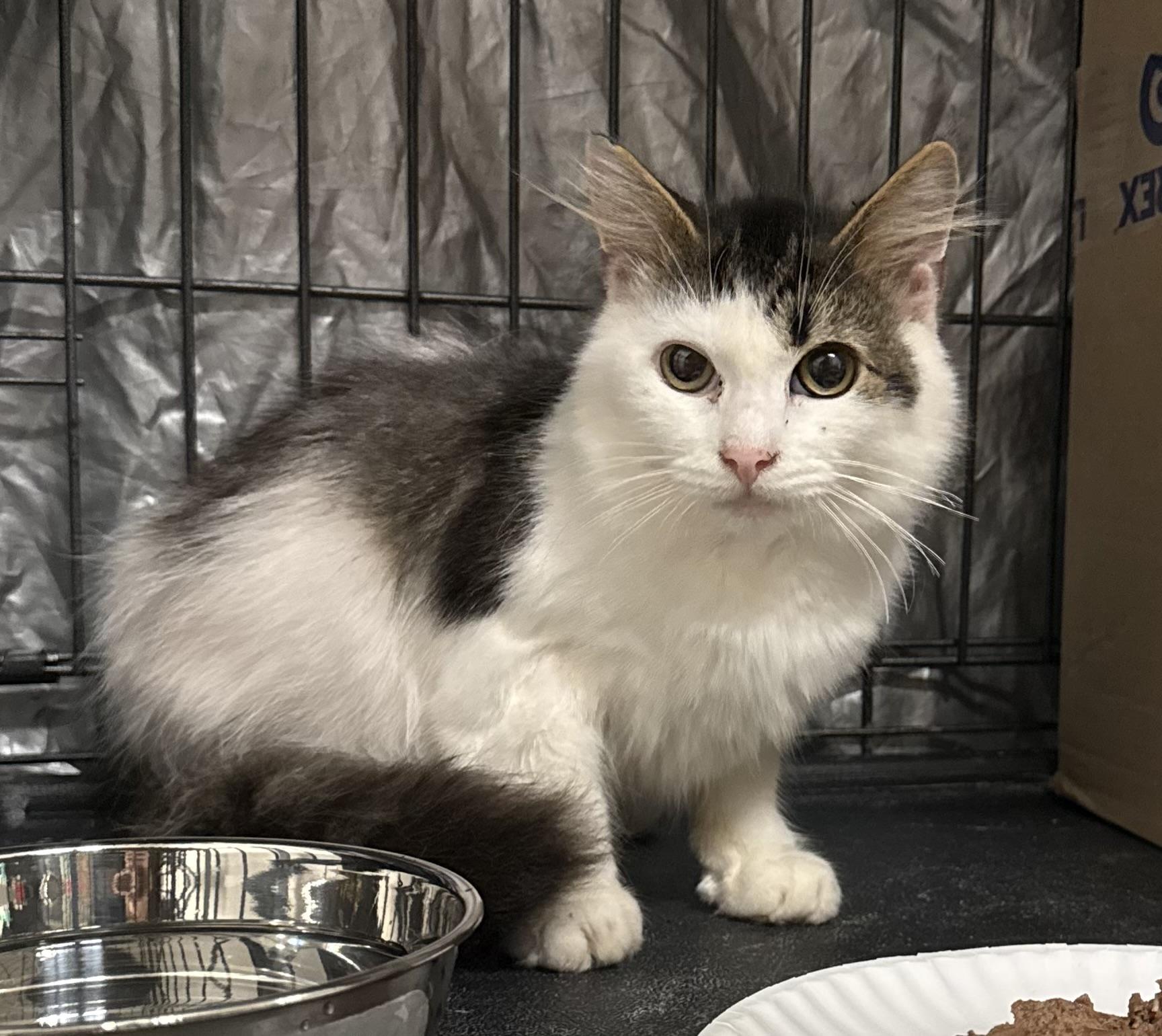 Chauncey, a ADOPTABLE Domestic Medium Hair in CANONSBURG, PA image 2/2