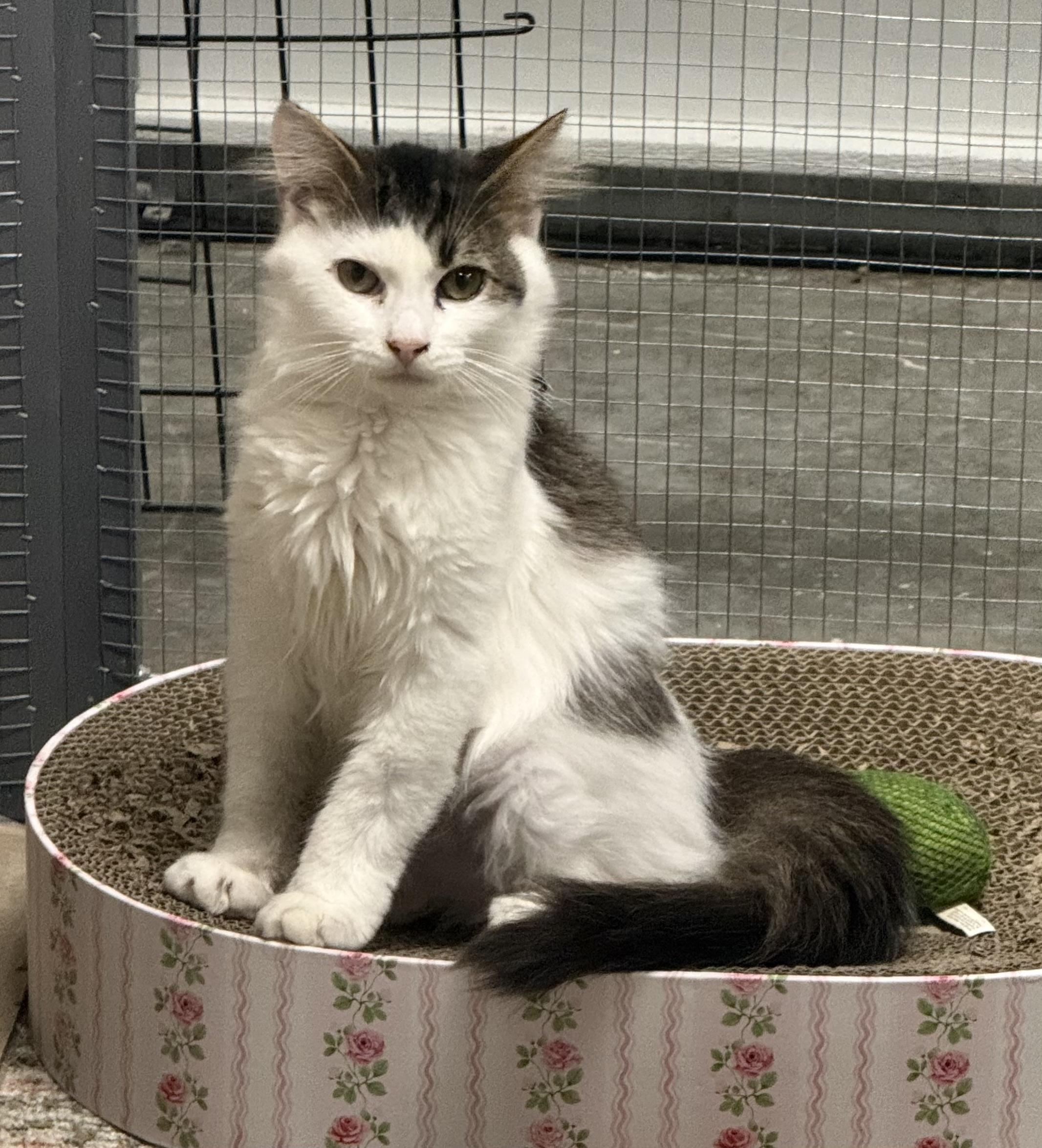 Chauncey, a ADOPTABLE Domestic Medium Hair in CANONSBURG, PA image 1/2