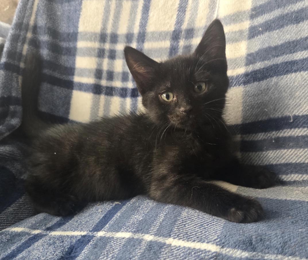 PISTACHIO, Adoptable, Kitten Male Domestic Short Hair.