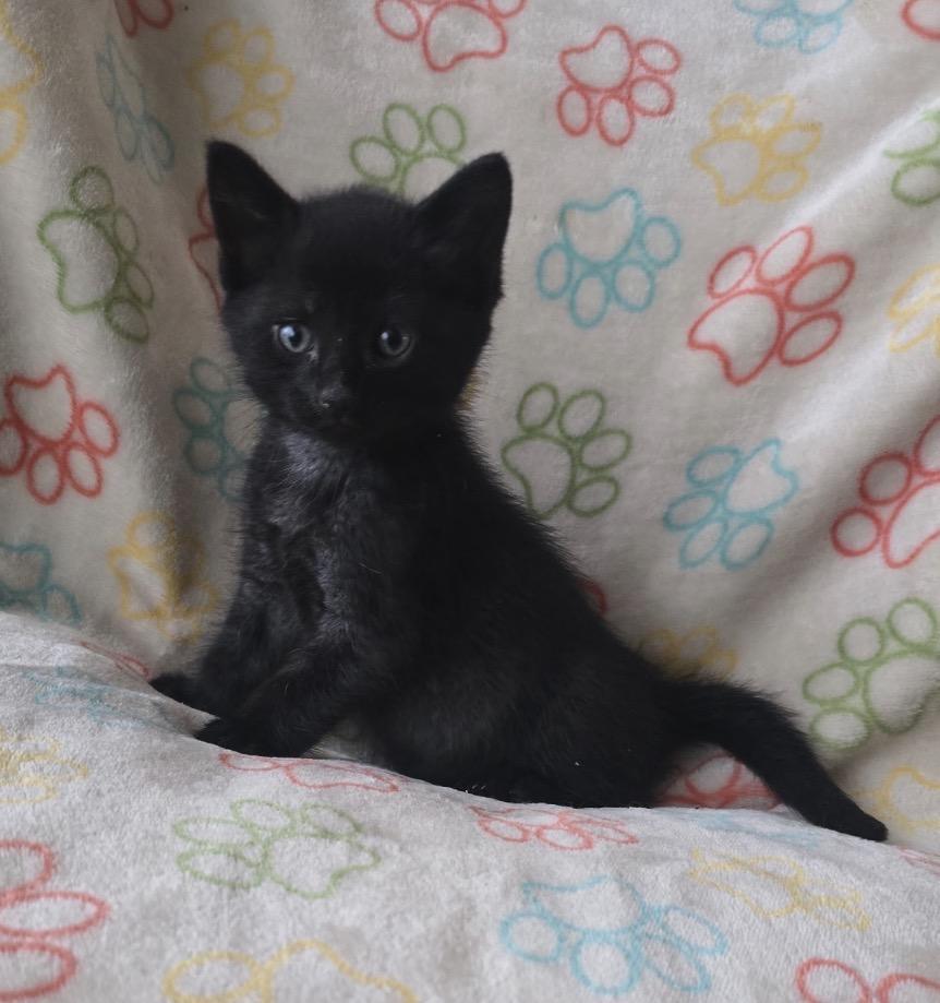 PISTACHIO, a Adoptable Domestic Short Hair in Spotswood, NJ image 6/6