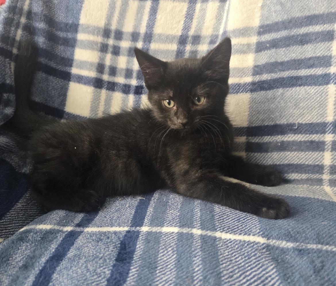 PISTACHIO, a Adoptable Domestic Short Hair in Spotswood, NJ image 2/6