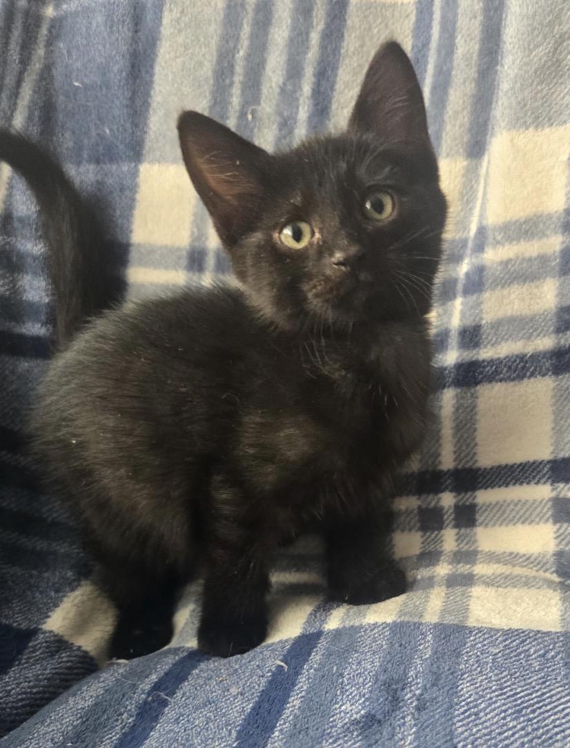 PISTACHIO, a Adoptable Domestic Short Hair in Spotswood, NJ image 3/6