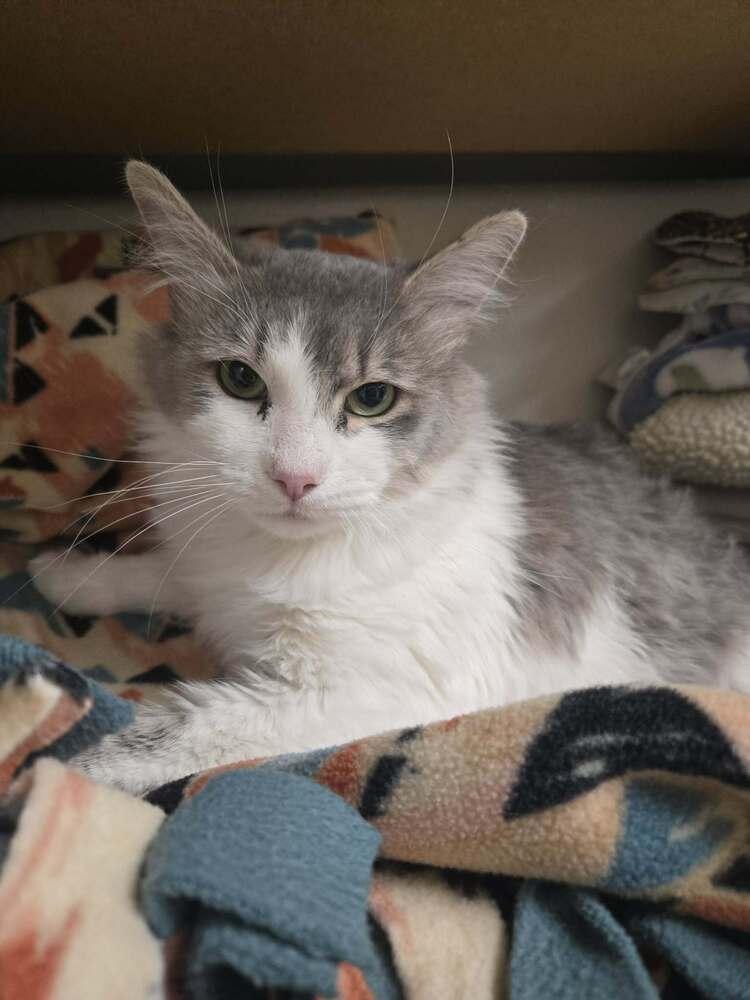 Enlarge Tom 2, a Adoptable mixed breed in tucson, AZ image 1/4
