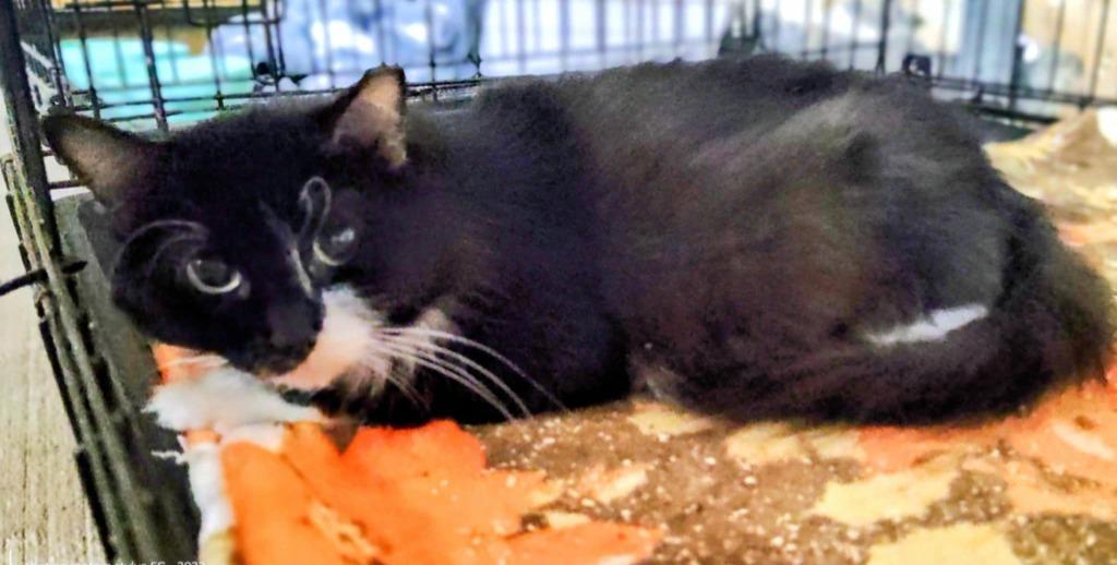 Windy, Adoptable, Young Female Domestic Short Hair.