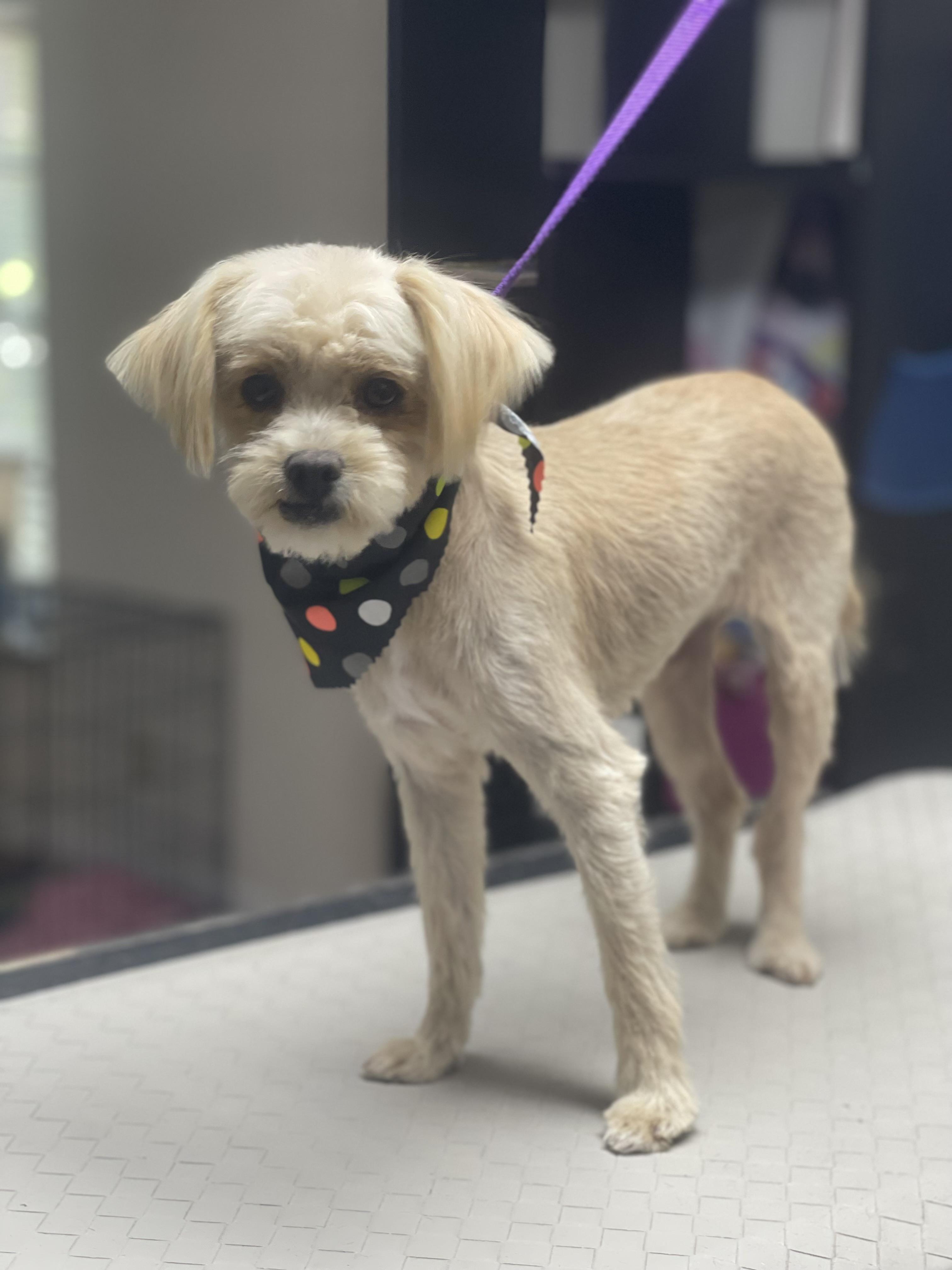 Enlarge Canela, a Adopted mixed breed in Fresno, CA image 1/1