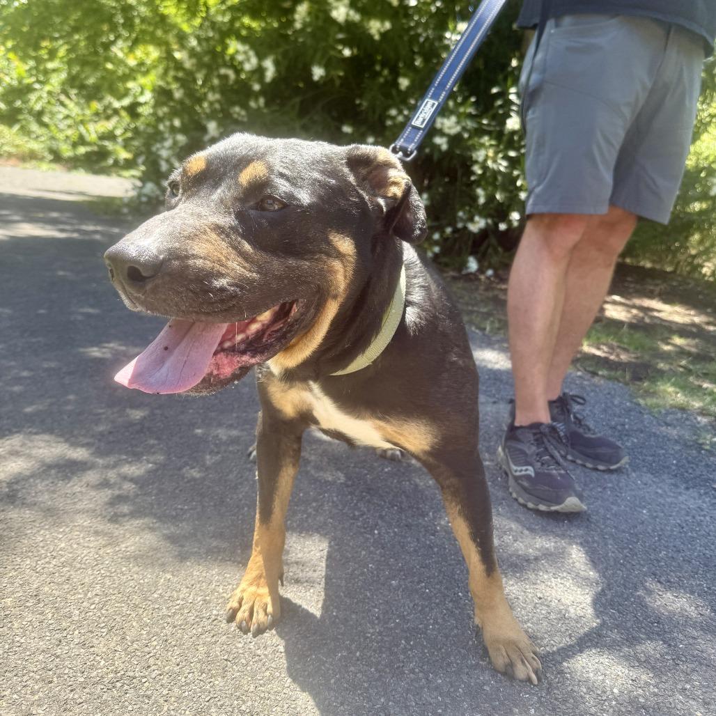 Ronnie, a Adoptable Mixed Breed in Sonoma, CA image 1/5