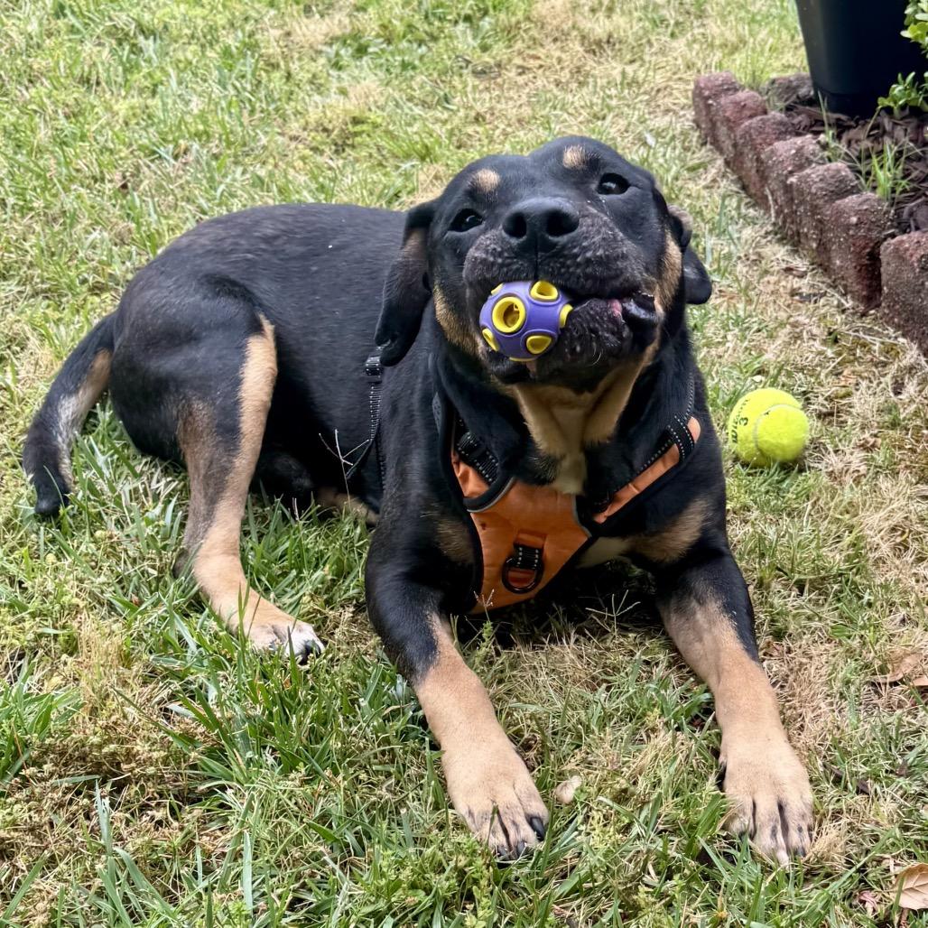 Ronnie, a Adoptable Mixed Breed in Sonoma, CA image 2/5