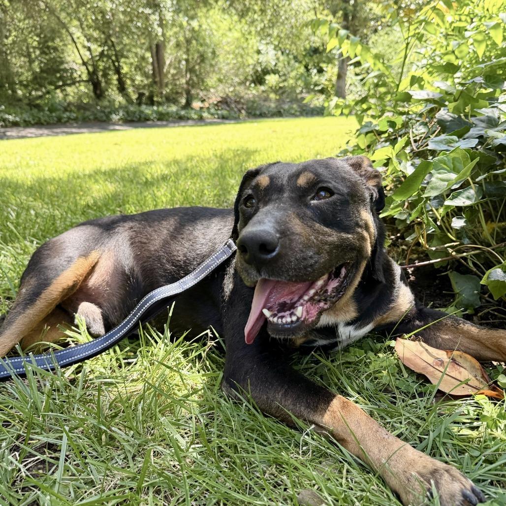 Ronnie, a Adoptable Mixed Breed in Sonoma, CA image 3/5