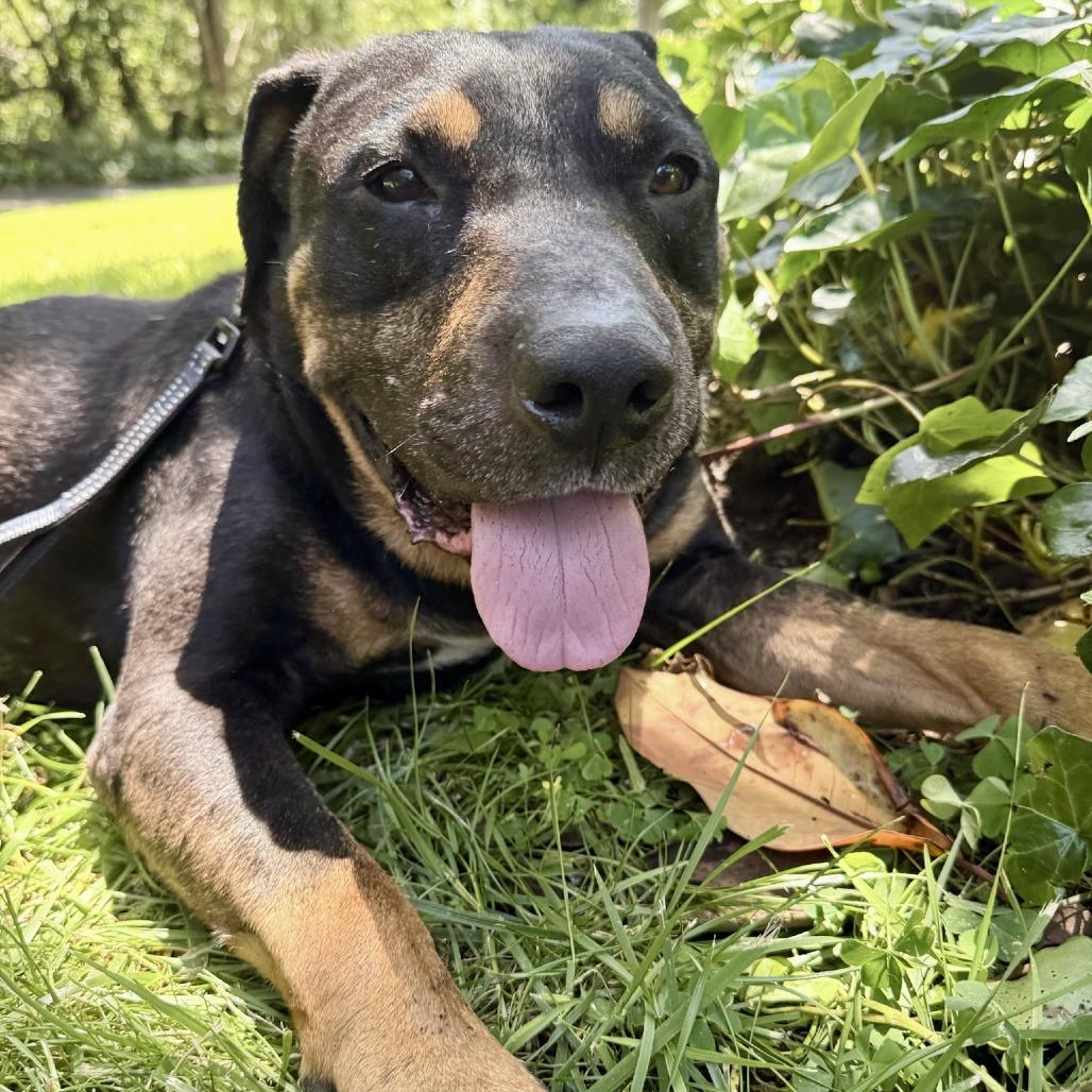 Ronnie, a Adoptable Mixed Breed in Sonoma, CA image 4/5