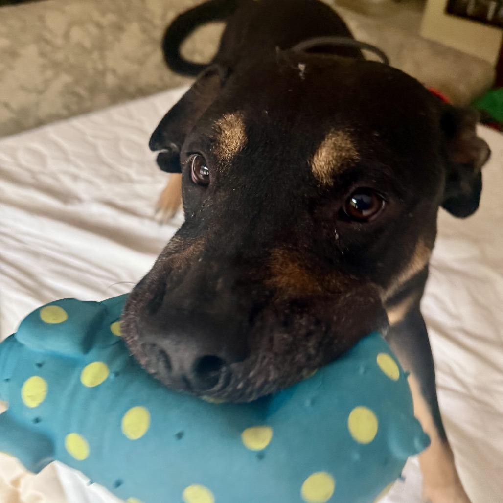Ronnie, a Adoptable Mixed Breed in Sonoma, CA image 5/5