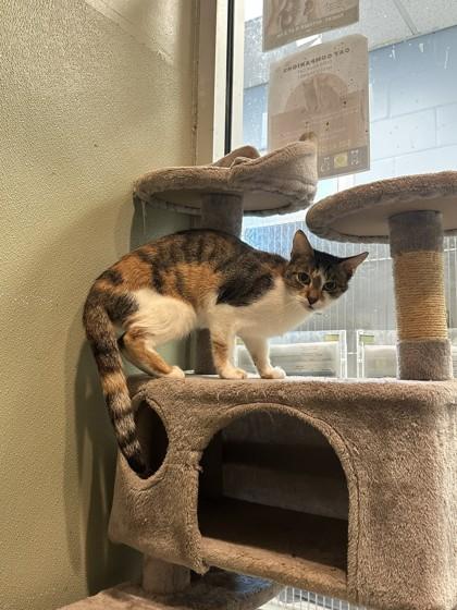 Ice tea, Adoptable, Adult Female Domestic Short Hair & Domestic Short Hair.