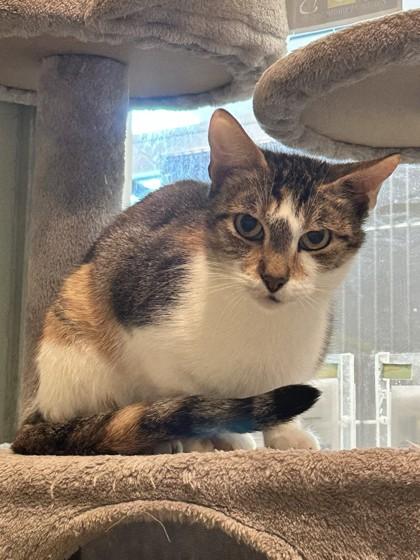 Enlarge Ice tea, a Adoptable mixed breed in Palm Coast, FL image 2/3