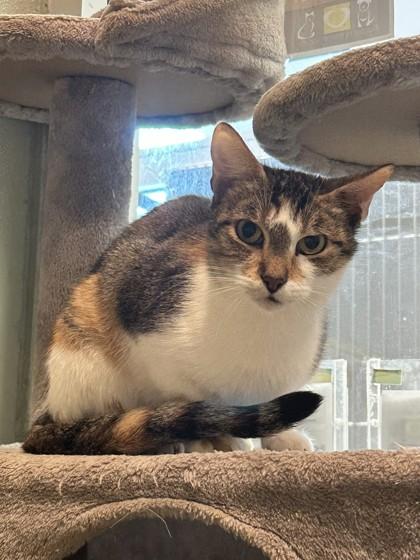 Enlarge Ice tea, a Adoptable mixed breed in Palm Coast, FL image 3/3