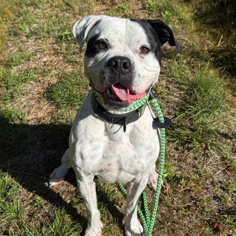Briggs, Adoptable, Adult Male American Bulldog.