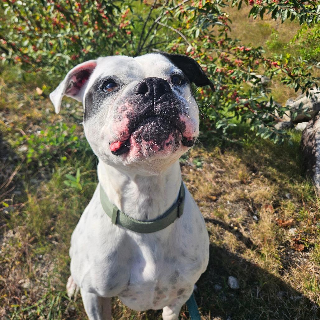 Enlarge Briggs, a Adoptable American Bulldog in Conway, NH image 2/6
