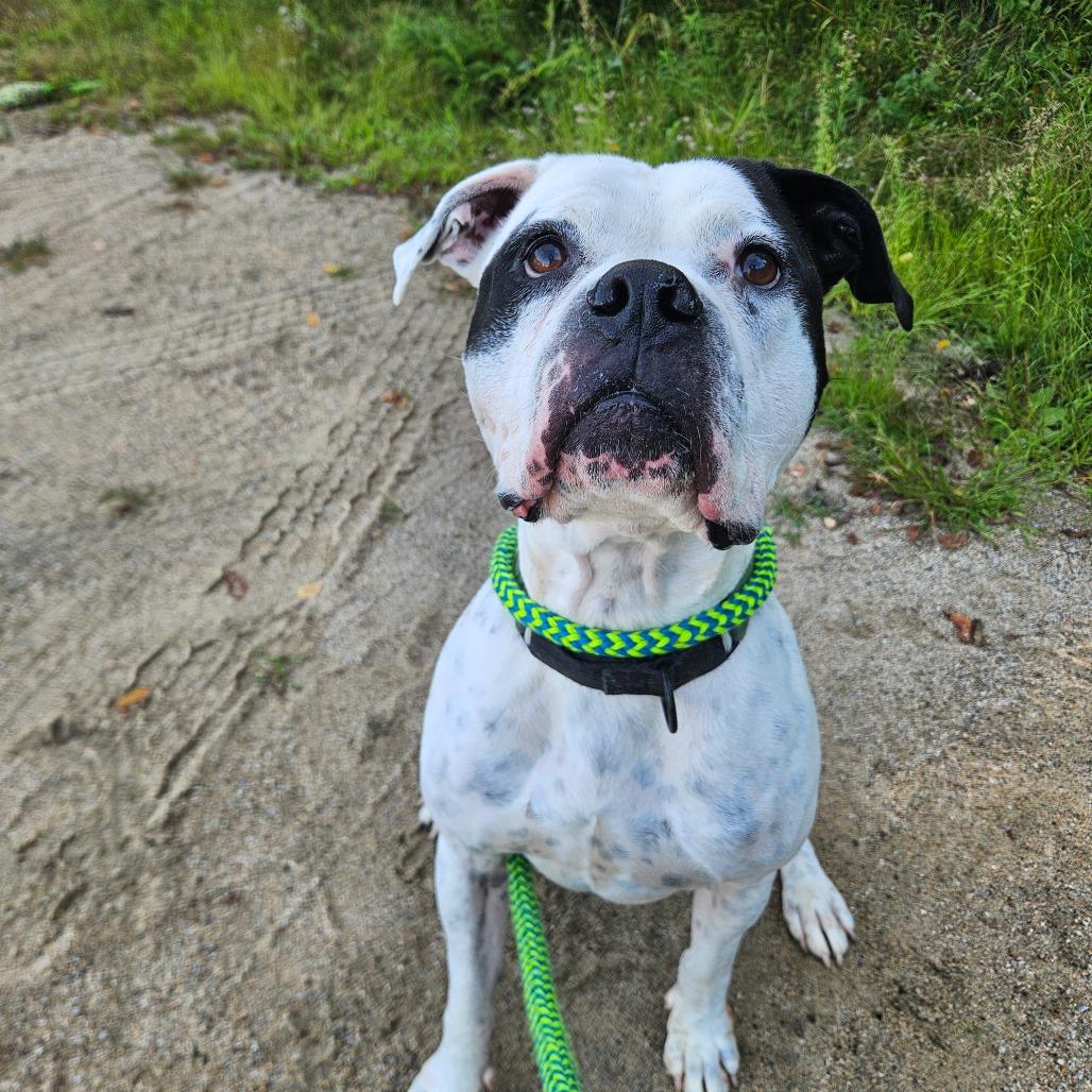 Enlarge Briggs, a Adoptable American Bulldog in Conway, NH image 3/6