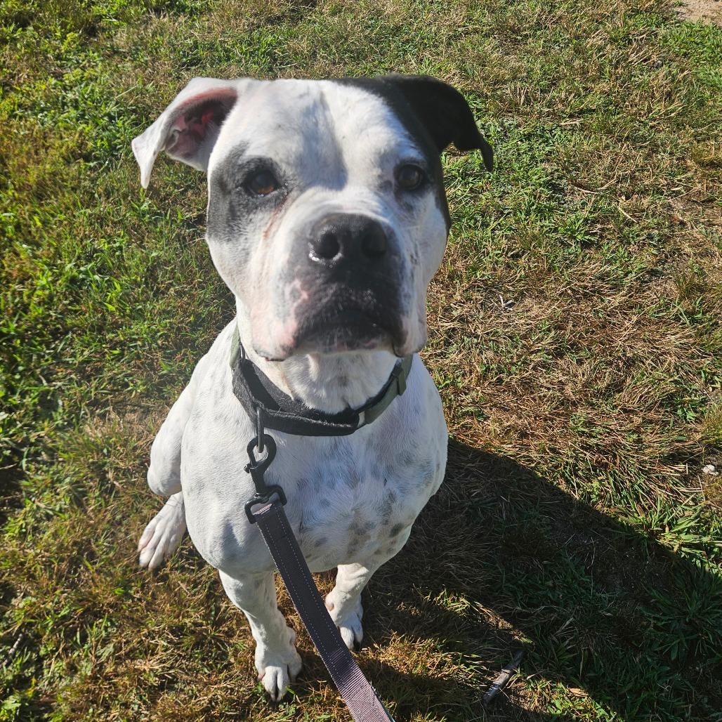 Enlarge Briggs, a Adoptable American Bulldog in Conway, NH image 4/6