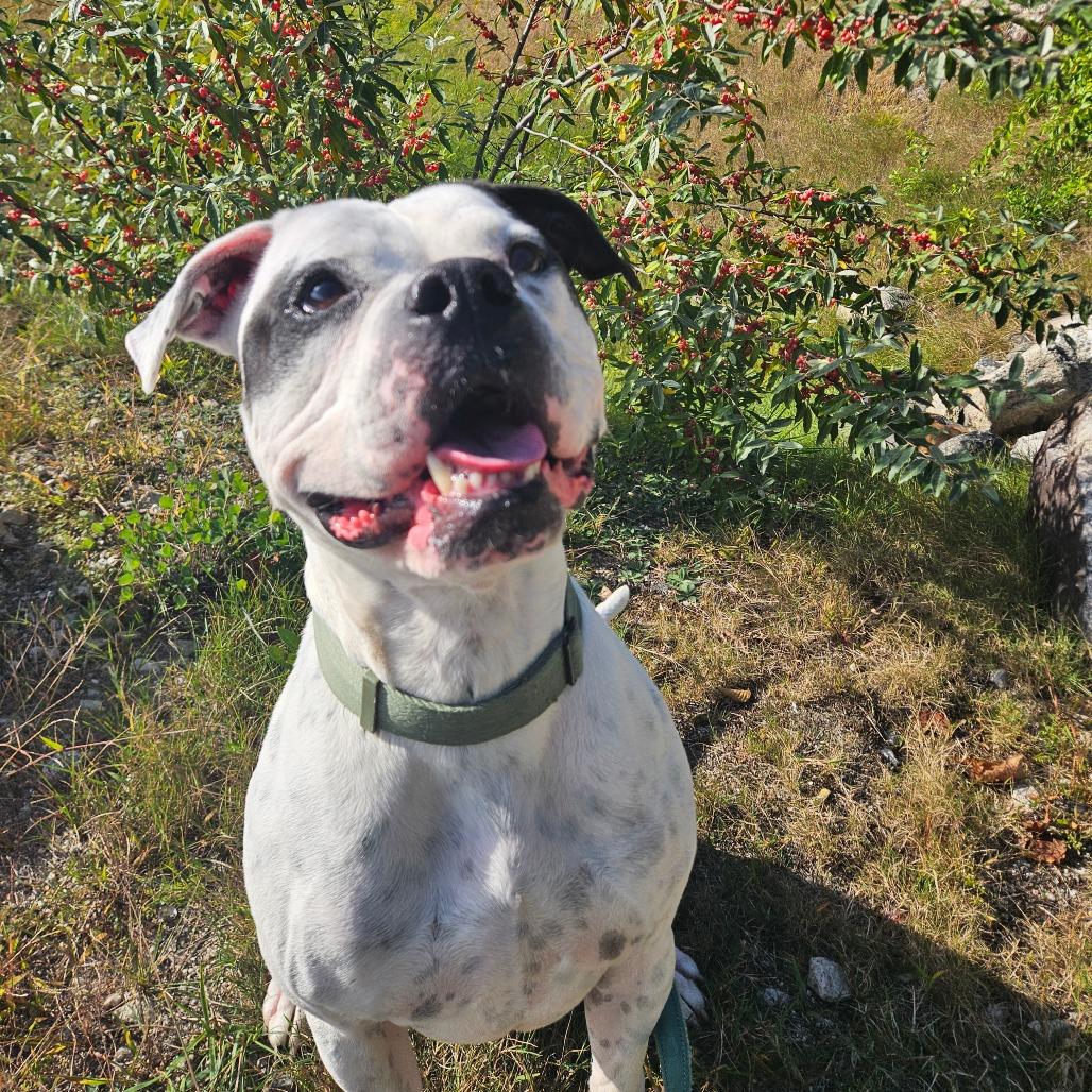 Enlarge Briggs, a Adoptable American Bulldog in Conway, NH image 5/6