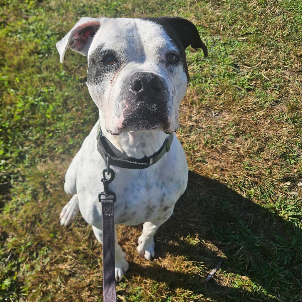 Enlarge Briggs, a Adoptable American Bulldog in Conway, NH image 6/6