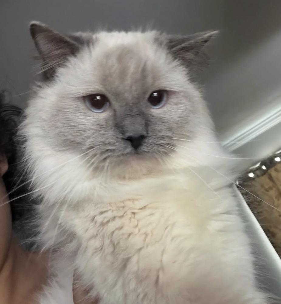 Dior, Adoptable, Adult Female Ragdoll.