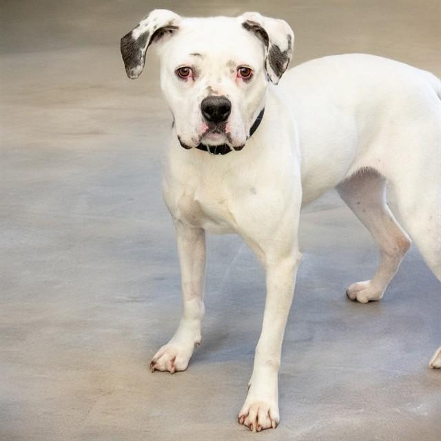 MAUI, Adoptable, Adult Female Boxer & Mixed Breed.