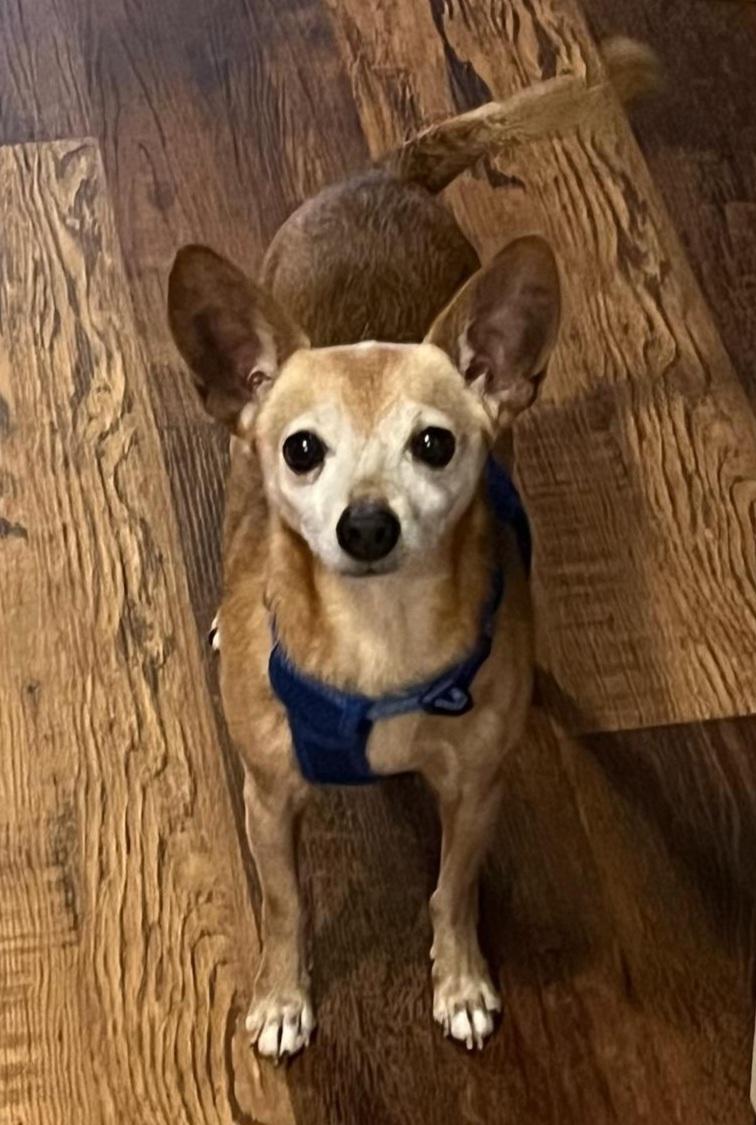 Enlarge Higgins, a Adopted mixed breed in Statesville, NC image 1/3