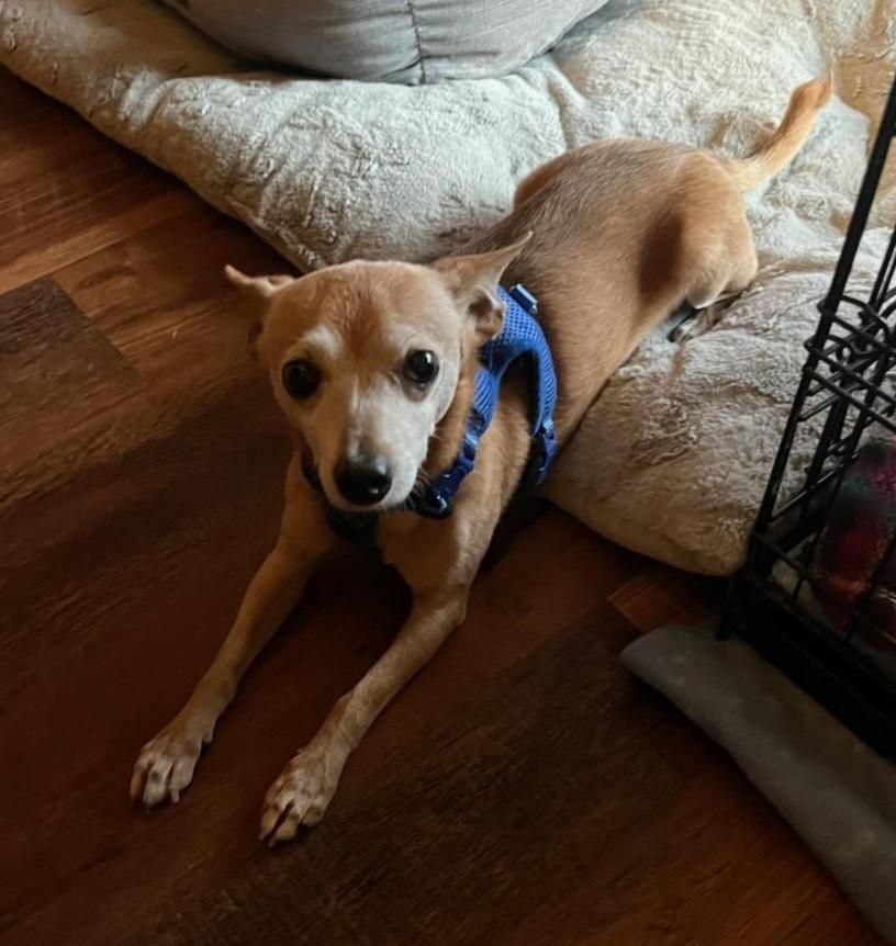 Enlarge Higgins, a Adopted mixed breed in Statesville, NC image 2/3