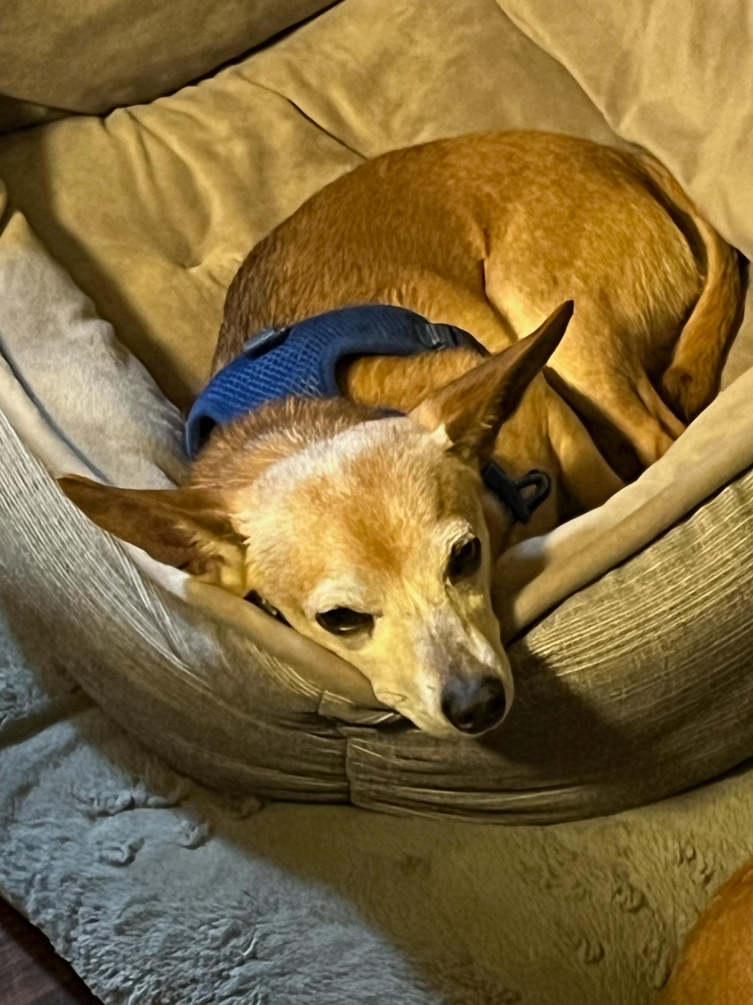 Enlarge Higgins, a Adopted mixed breed in Statesville, NC image 3/3