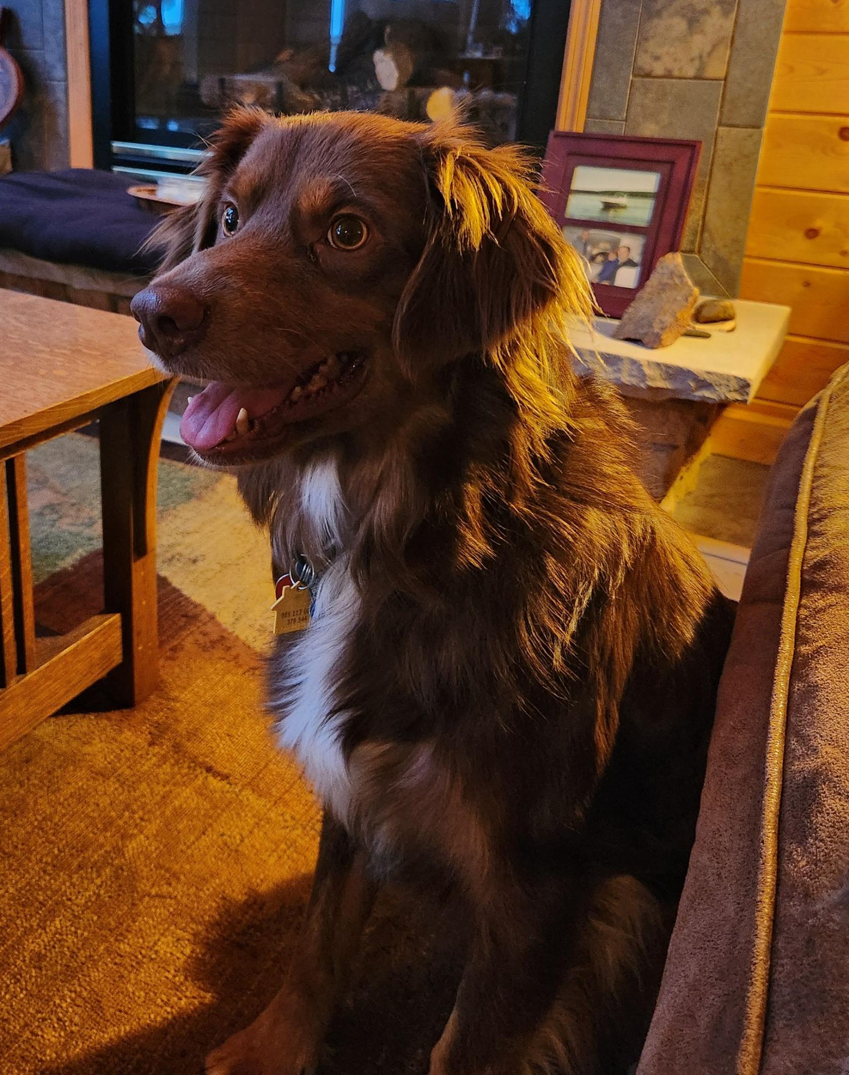 Dodger