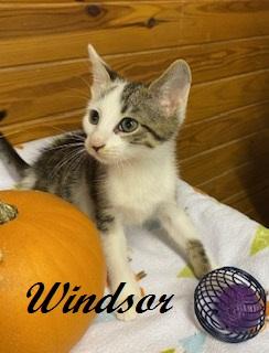 Enlarge Windsor - sweet little boy who loves to snuggle in your arms, a Adoptable Tabby in Cary, NC image 3/4