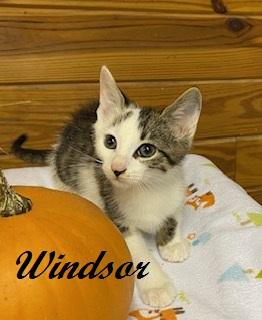 Enlarge Windsor - sweet little boy who loves to snuggle in your arms, a Adoptable Tabby in Cary, NC image 1/4