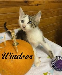 Enlarge Windsor - sweet little boy who loves to snuggle in your arms, a Adoptable Tabby in Cary, NC image 4/4