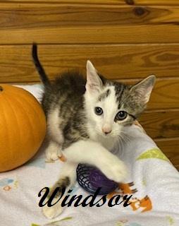 Enlarge Windsor - sweet little boy who loves to snuggle in your arms, a Adoptable Tabby in Cary, NC image 2/4