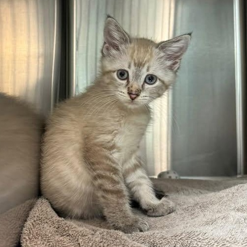 Enlarge LENOX, a Adopted Siamese in Wyandotte, MI image 1/1